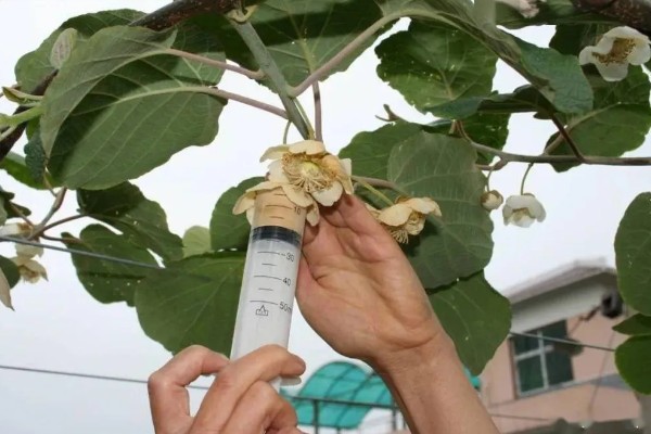 猕猴桃的人工授粉方法，在上午8-9点采集花粉