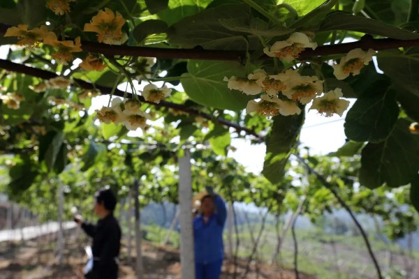 猕猴桃的人工授粉方法，在上午8-9点采集花粉