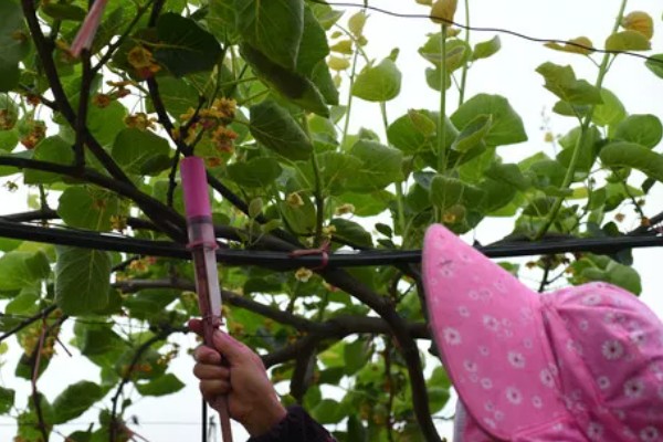 猕猴桃的人工授粉方法，在上午8-9点采集花粉