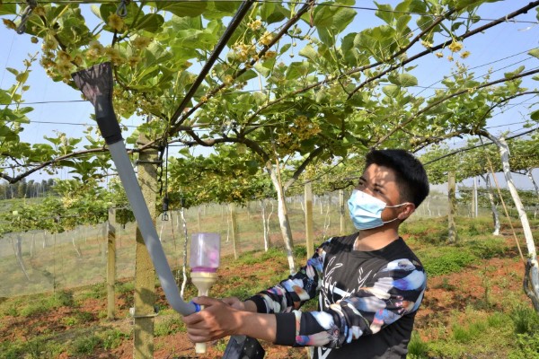 猕猴桃的人工授粉方法，在上午8-9点采集花粉