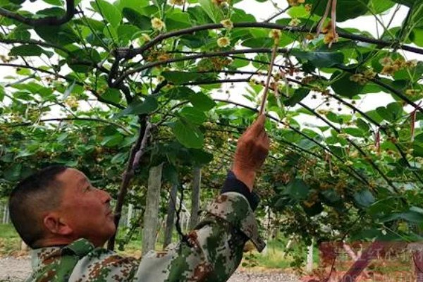 猕猴桃的人工授粉方法，在上午8-9点采集花粉