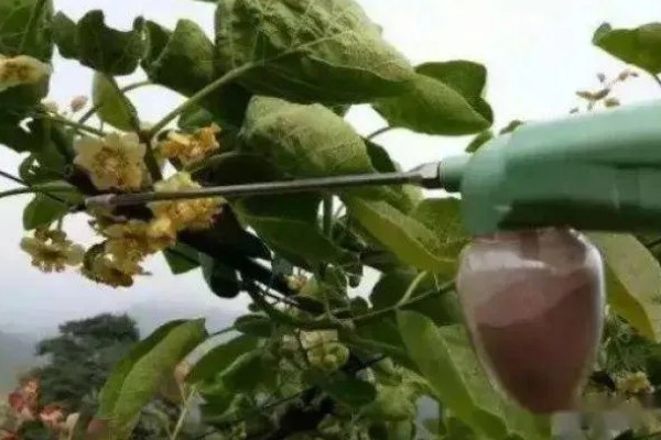 猕猴桃的人工授粉方法，在上午8-9点采集花粉