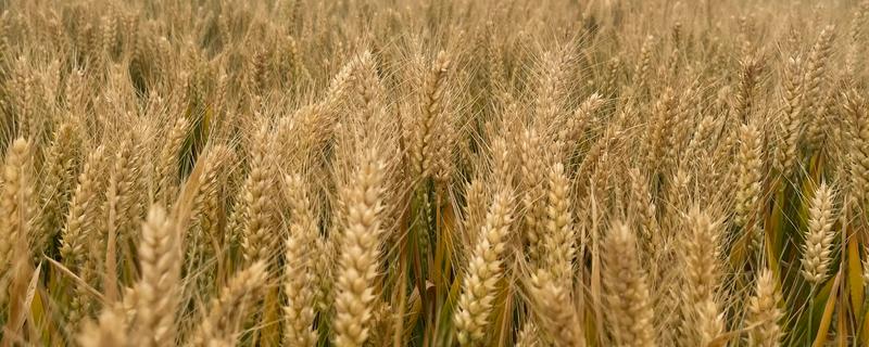 小麦最晚种植时间，冬小麦最晚在11月份种植