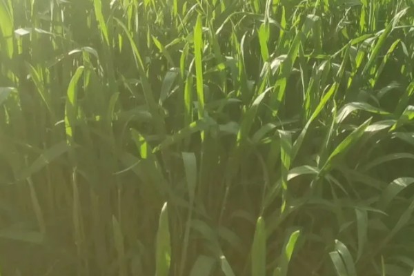 小麦最晚种植时间,冬小麦最晚在11月份种植