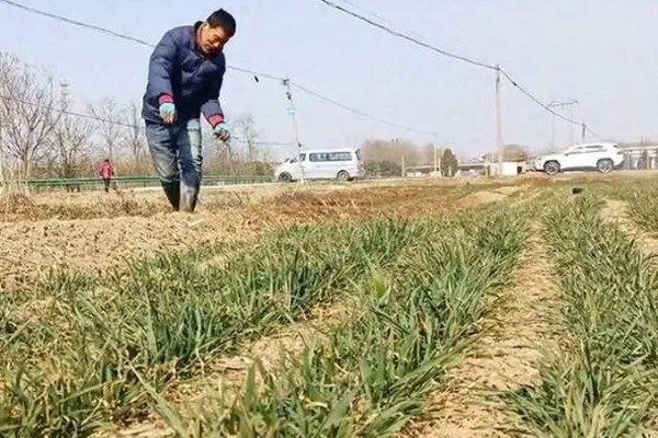 小麦最晚种植时间,冬小麦最晚在11月份种植