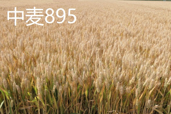 小麦最晚种植时间,冬小麦最晚在11月份种植