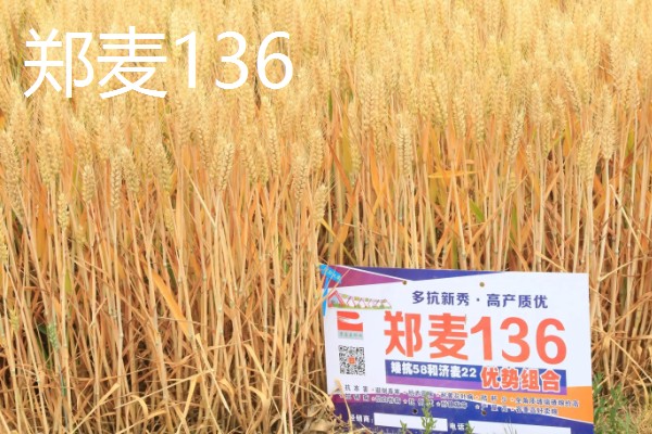 小麦最晚种植时间,冬小麦最晚在11月份种植