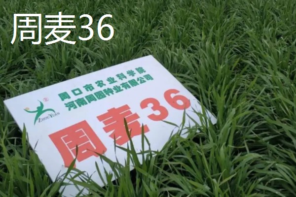 小麦最晚种植时间,冬小麦最晚在11月份种植