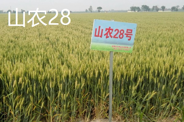 小麦最晚种植时间,冬小麦最晚在11月份种植