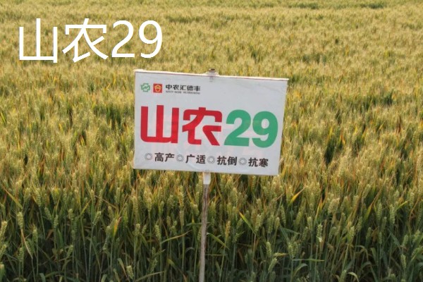 小麦最晚种植时间,冬小麦最晚在11月份种植