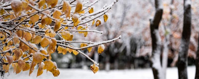 立冬有什么谚语，立冬不砍菜必定要受害