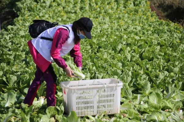 立冬有什么谚语，立冬不砍菜必定要受害