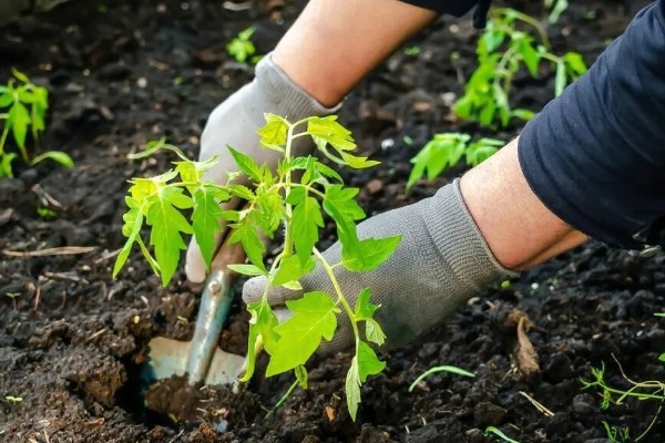 立冬有什么谚语，立冬不砍菜必定要受害