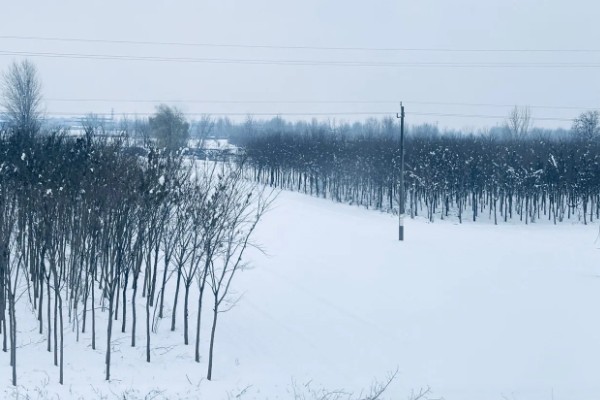 立冬有什么谚语，立冬不砍菜必定要受害