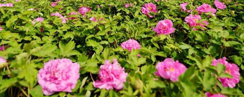 判断牡丹是否存活的方法，植株枯萎、根系未固定就代表没有存活