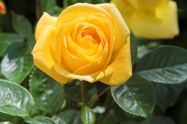 黄玫瑰有什么花语,代表嫉妒失恋、纯洁友谊等含义