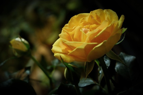 黄玫瑰有什么花语,代表嫉妒失恋、纯洁友谊等含义