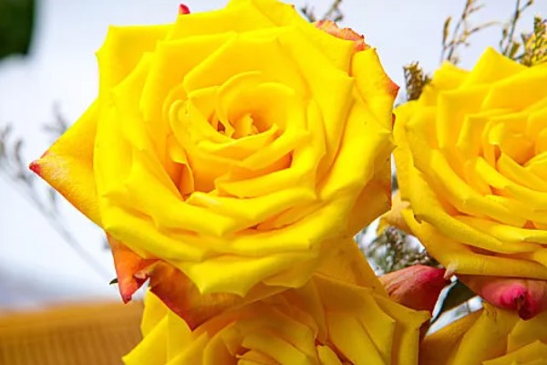 黄玫瑰有什么花语,代表嫉妒失恋、纯洁友谊等含义