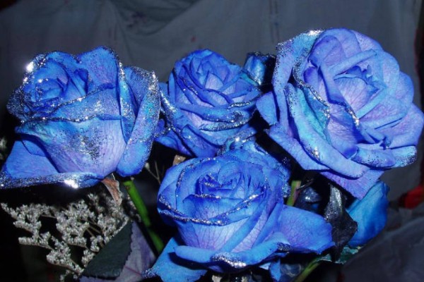 黄玫瑰有什么花语,代表嫉妒失恋、纯洁友谊等含义