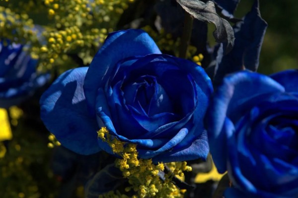 黄玫瑰有什么花语,代表嫉妒失恋、纯洁友谊等含义