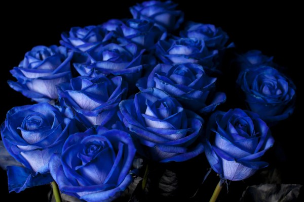 黄玫瑰有什么花语,代表嫉妒失恋、纯洁友谊等含义