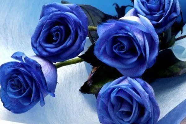 黄玫瑰有什么花语,代表嫉妒失恋、纯洁友谊等含义