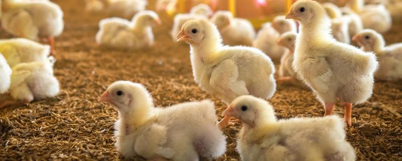 小鸡多大才能区分公母，达到30日龄以上即可鉴别