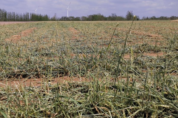 立冬有什么谚语，立冬不砍菜必定要受害