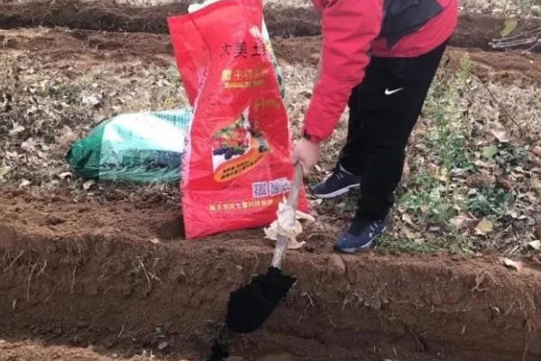 大棚豆角的施肥技术，种植前施足基肥