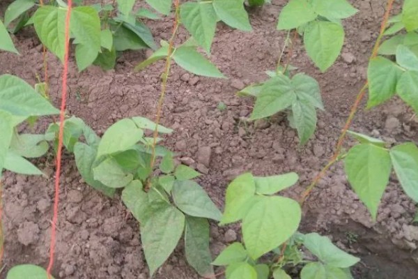 大棚豆角的施肥技术，种植前施足基肥