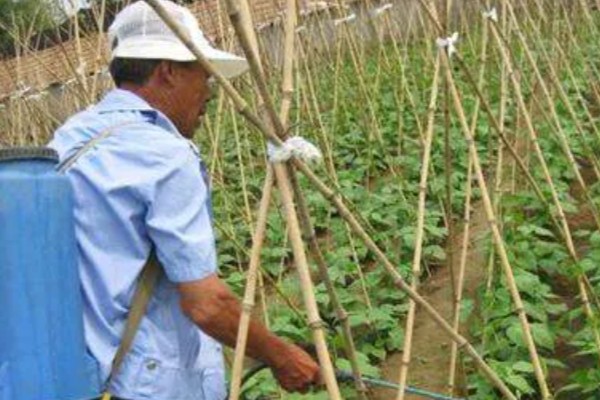 大棚豆角的施肥技术，种植前施足基肥