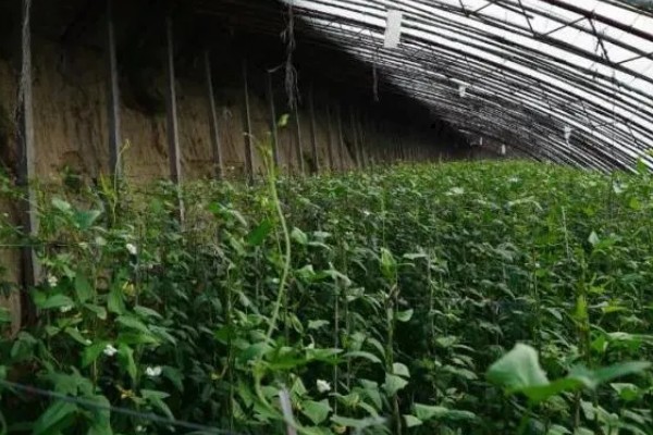 大棚豆角的施肥技术，种植前施足基肥