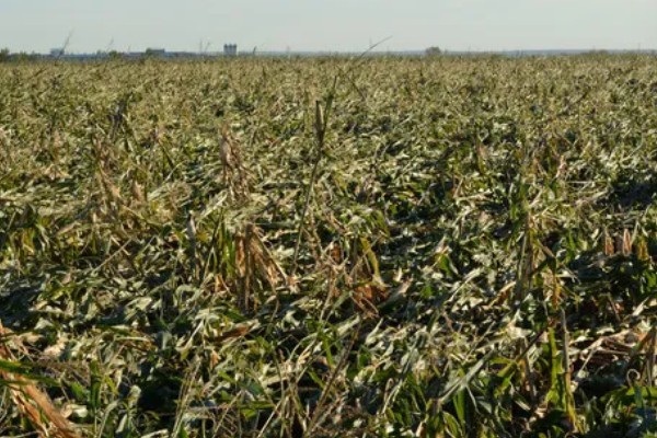 立冬有什么谚语，立冬不砍菜必定要受害