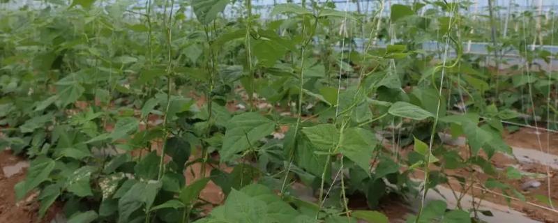 大棚豆角的施肥技术，种植前施足基肥