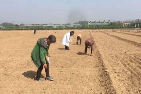 唐菖蒲怎么栽培，剪取侧芽埋入土壤中