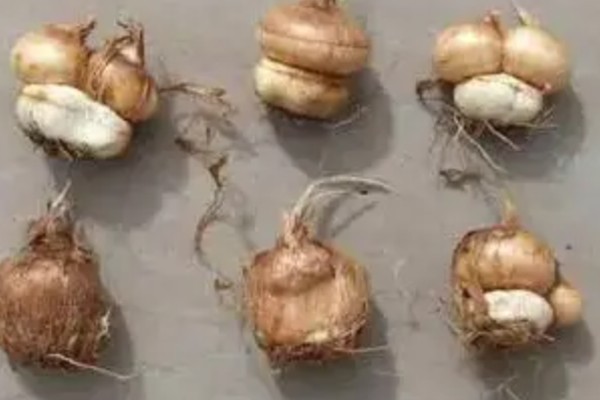 唐菖蒲怎么栽培，剪取侧芽埋入土壤中