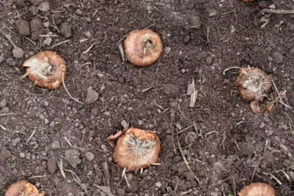 唐菖蒲怎么栽培，剪取侧芽埋入土壤中