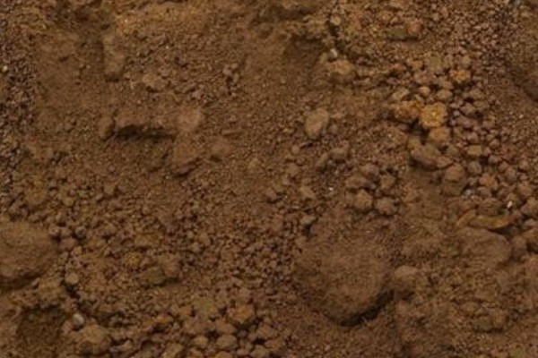 唐菖蒲怎么栽培，剪取侧芽埋入土壤中