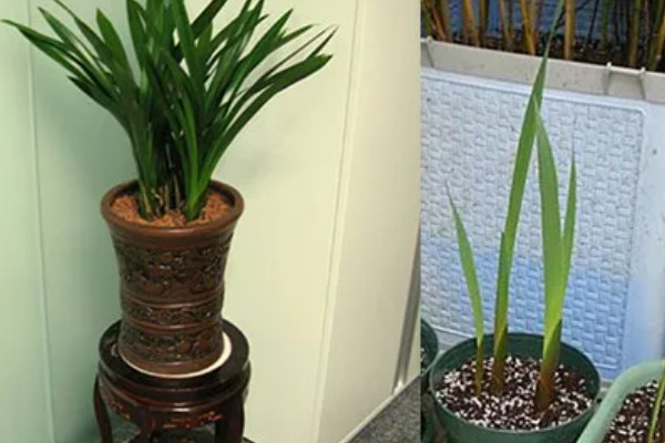 唐菖蒲怎么栽培，剪取侧芽埋入土壤中