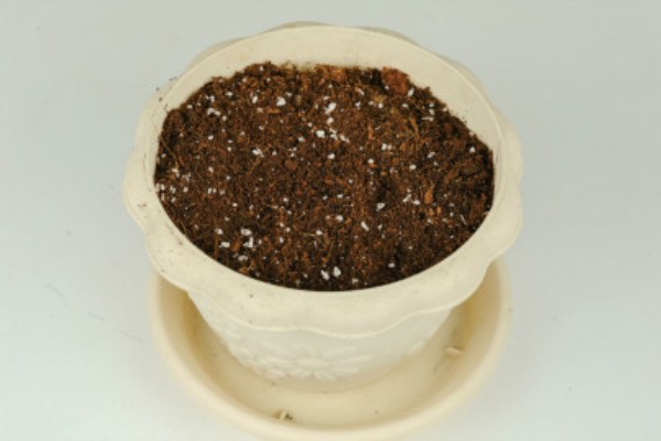 唐菖蒲怎么栽培，剪取侧芽埋入土壤中