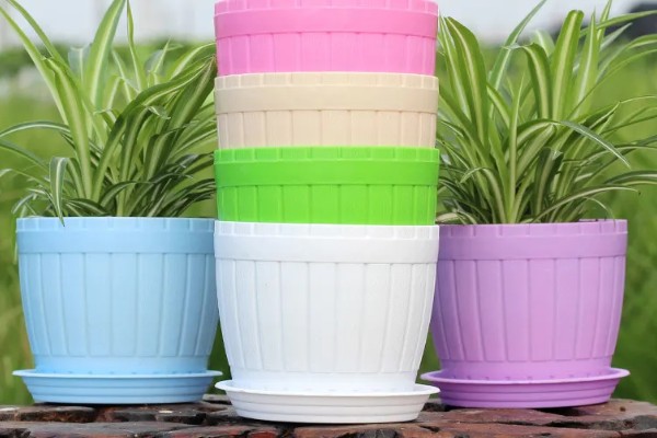 唐菖蒲怎么栽培，剪取侧芽埋入土壤中