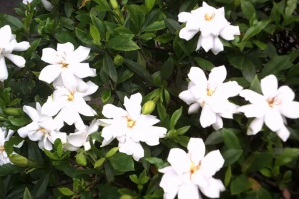 小叶栀子花的修剪方法，喜欢在湿润的环境中生长