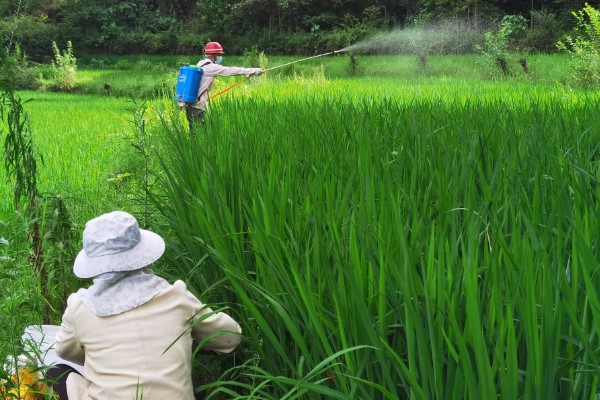 百菌清的使用方法，针对不同病害的防治方法不同