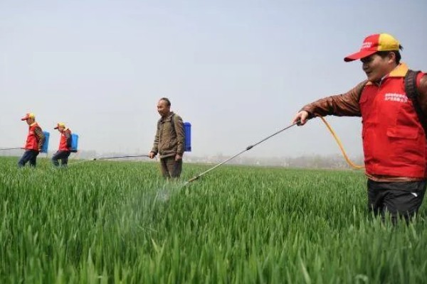 百菌清的使用方法，针对不同病害的防治方法不同