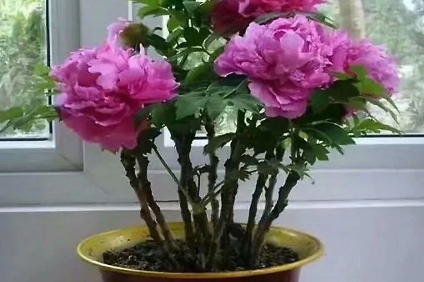 判断牡丹是否存活的方法，植株枯萎、根系未固定就代表没有存活