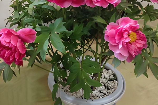 判断牡丹是否存活的方法，植株枯萎、根系未固定就代表没有存活