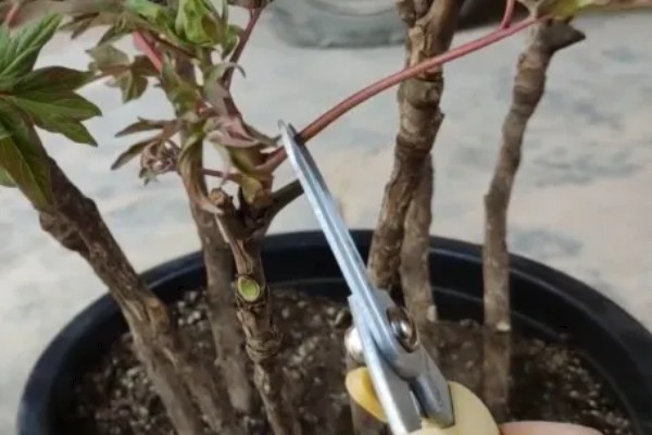 判断牡丹是否存活的方法，植株枯萎、根系未固定就代表没有存活