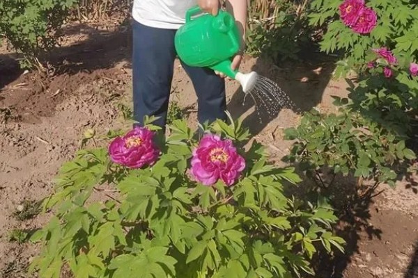 判断牡丹是否存活的方法，植株枯萎、根系未固定就代表没有存活