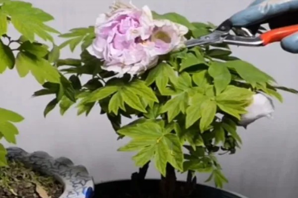 判断牡丹是否存活的方法，植株枯萎、根系未固定就代表没有存活