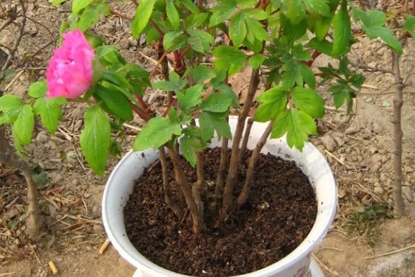 判断牡丹是否存活的方法，植株枯萎、根系未固定就代表没有存活